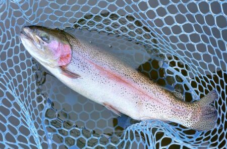 ユスリカ大量ハッチ ～岡崎トラウトポンド～